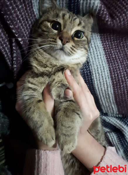 Tekir Kedi, Kedi  Fiona fotoğrafı