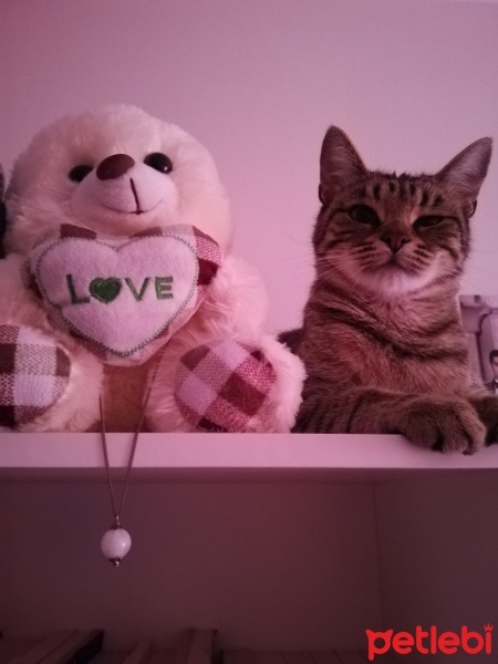 Tekir Kedi, Kedi  Fiona fotoğrafı