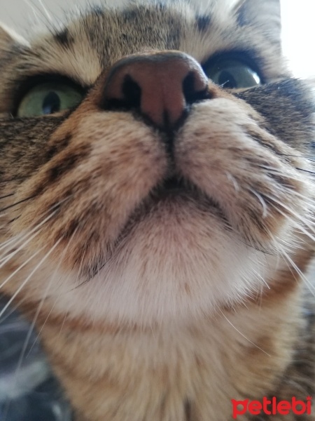 Tekir Kedi, Kedi  Fiona fotoğrafı