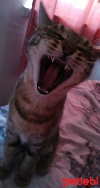 Tekir Kedi, Kedi  Fiona fotoğrafı