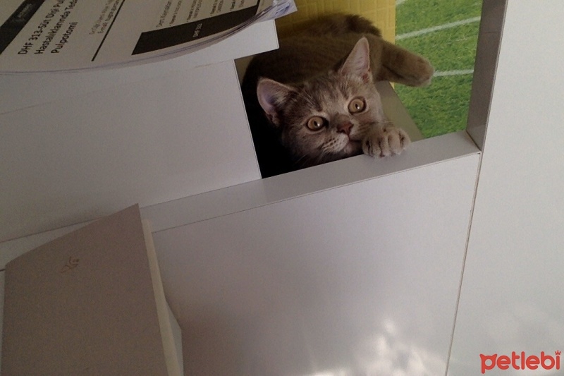 British Shorthair, Kedi  Şila fotoğrafı