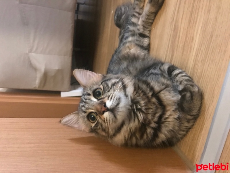 Tekir Kedi, Kedi  Fıstık fotoğrafı