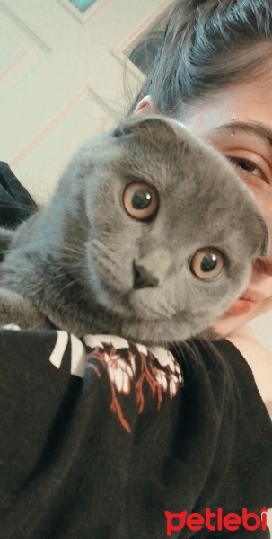 Scottish Fold, Kedi  Mei fotoğrafı