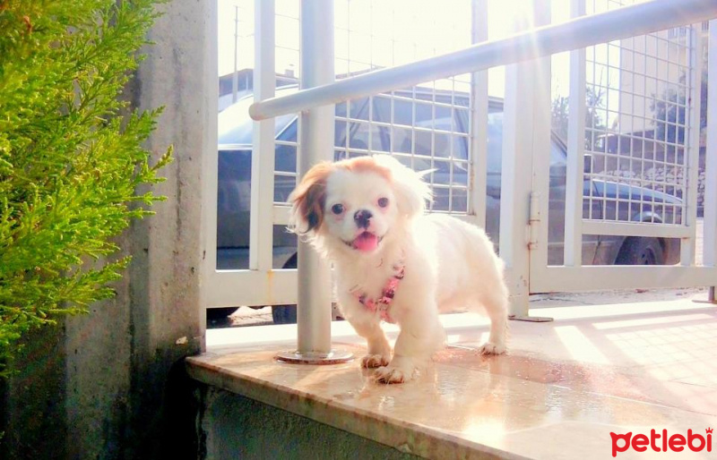 Tibetli Spaniel, Köpek  misha fotoğrafı