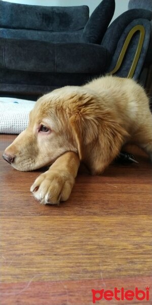 Golden Retriever, Köpek  MARS fotoğrafı