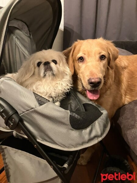 Golden Retriever, Köpek  MARS fotoğrafı