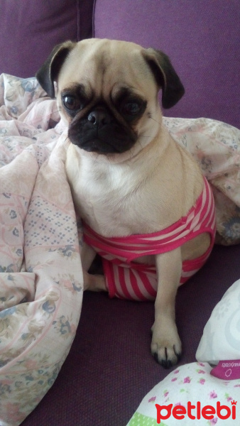Pug, Köpek  İnsülin fotoğrafı