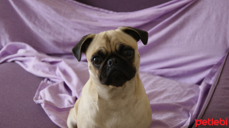 Pug, Köpek  İnsülin fotoğrafı