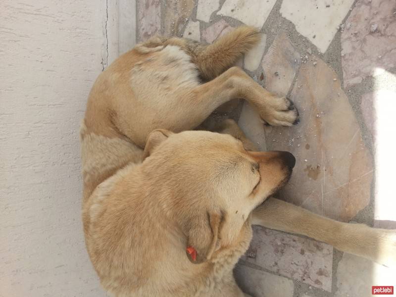 Sokö (Sokak Köpeği), Köpek  Toby fotoğrafı