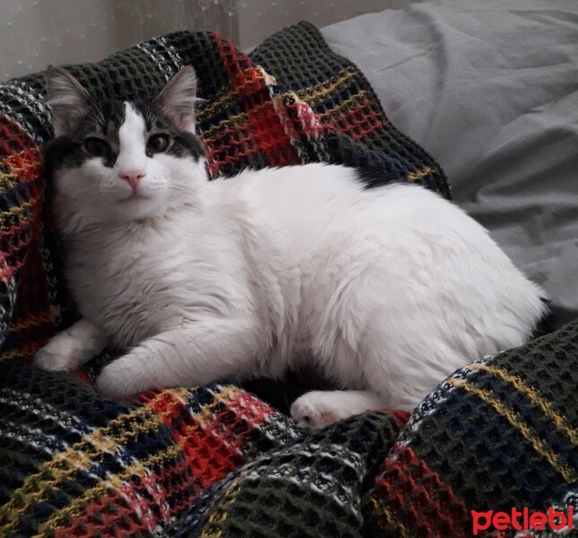 Tuxedo (Smokin) Kedi, Kedi  Mavi fotoğrafı