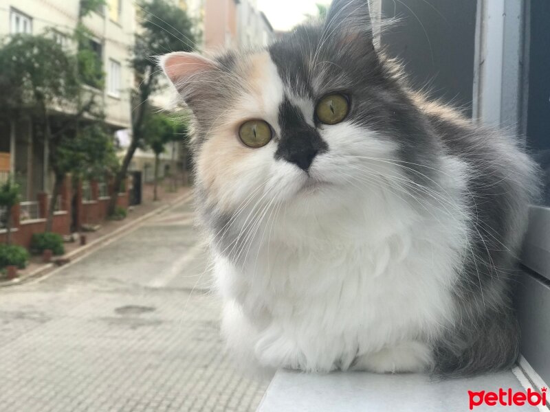 Chinchilla, Kedi  Lady fotoğrafı