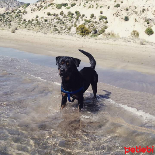 Rottweiler, Köpek  Orka fotoğrafı