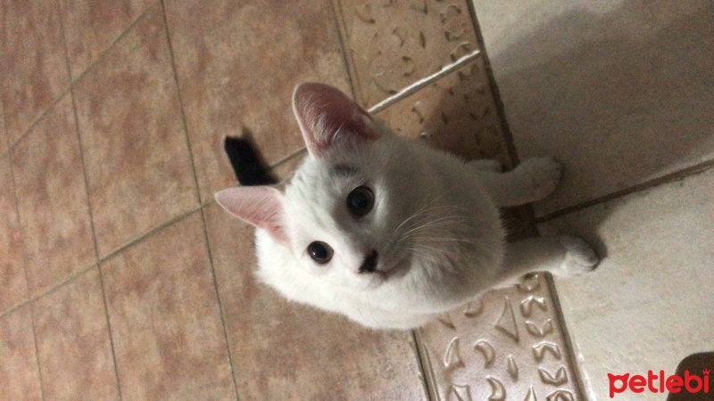 Tekir Kedi, Kedi  Minik fotoğrafı