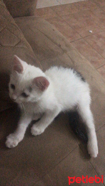 Tekir Kedi, Kedi  Minik fotoğrafı
