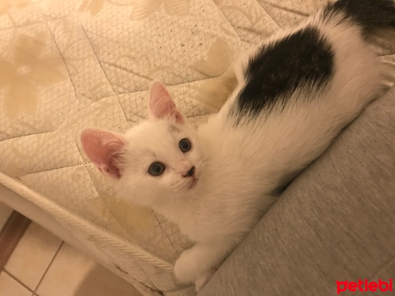 Tekir Kedi, Kedi  Minik fotoğrafı