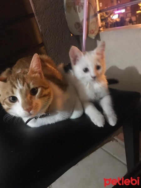 Tekir Kedi, Kedi  Minik fotoğrafı