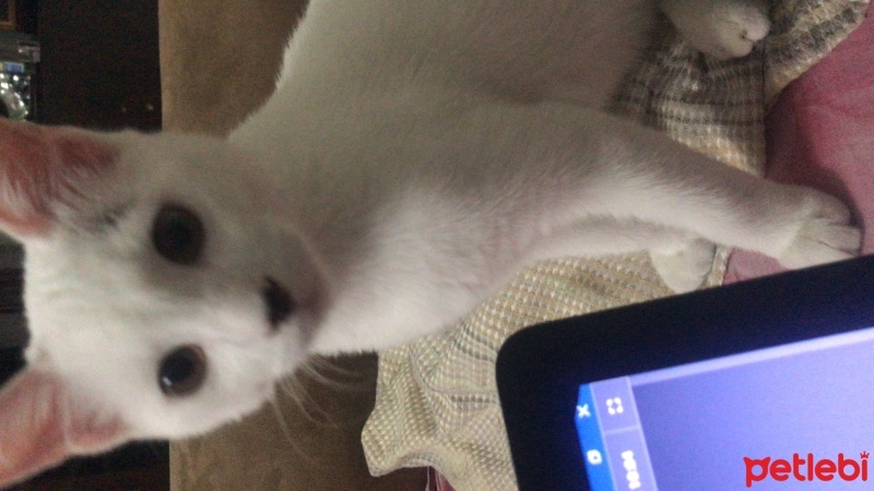 Tekir Kedi, Kedi  Minik fotoğrafı