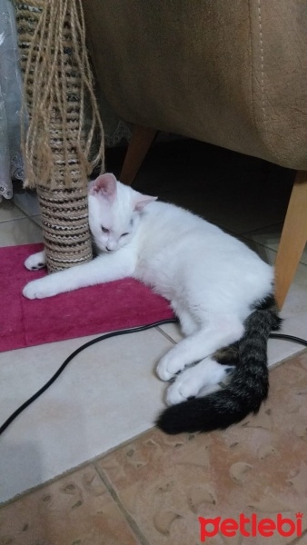 Tekir Kedi, Kedi  Minik fotoğrafı