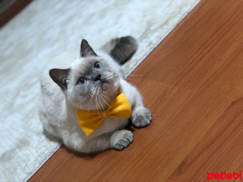 British Shorthair, Kedi  PAŞA fotoğrafı