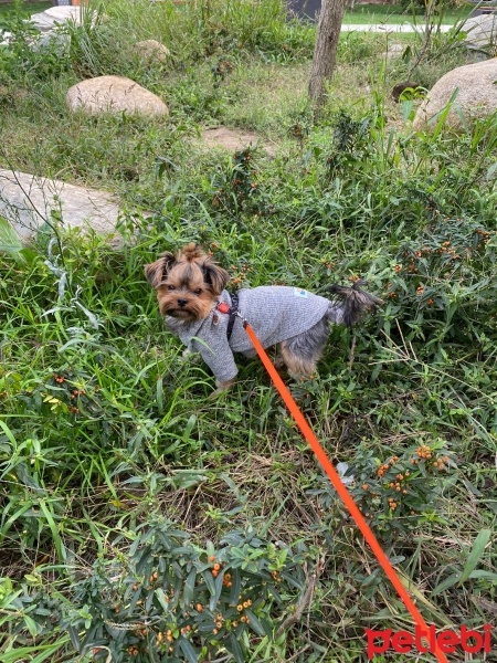 Yorkshire Terrier, Köpek  pina fotoğrafı