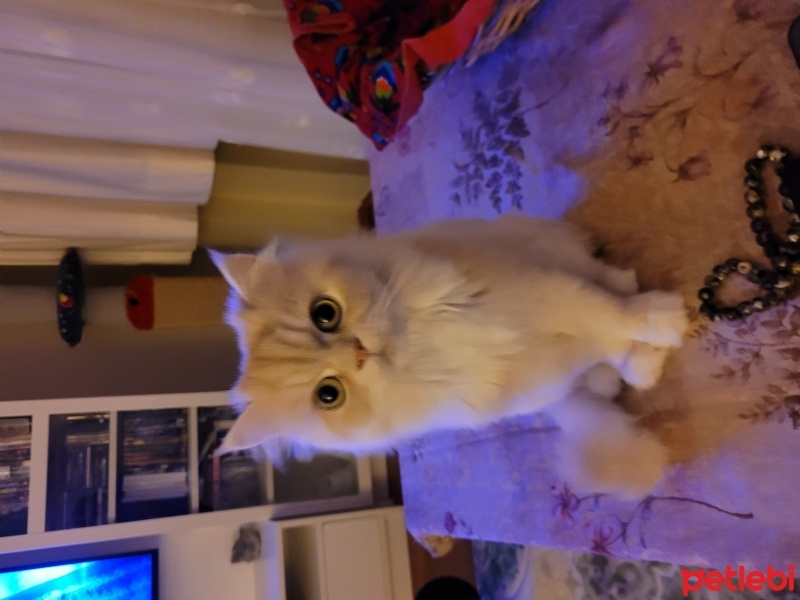 Chinchilla, Kedi  Şila fotoğrafı