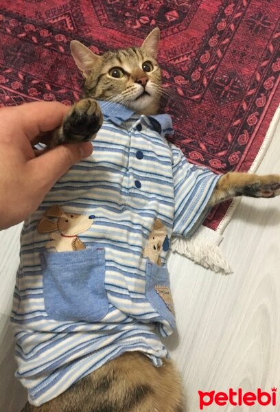 Tekir Kedi, Kedi  Cemile fotoğrafı