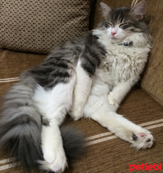 Norwegian Forest, Kedi  Çakıl fotoğrafı