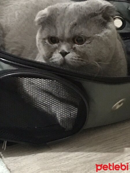 Scottish Fold, Kedi  Duman fotoğrafı