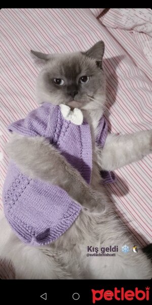 British Shorthair, Kedi  Sütlaç fotoğrafı