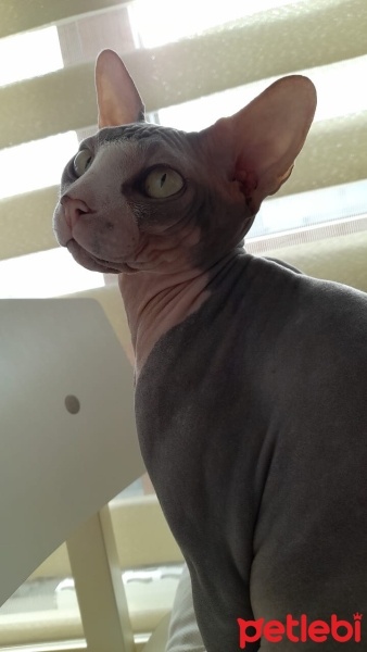 Sphynx, Kedi  Hero fotoğrafı