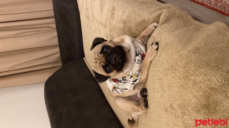 Pug, Köpek  Leo fotoğrafı