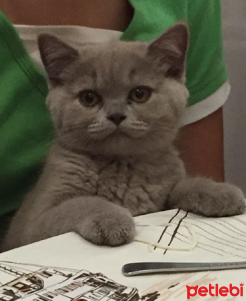 British Shorthair, Kedi  Elizabet fotoğrafı
