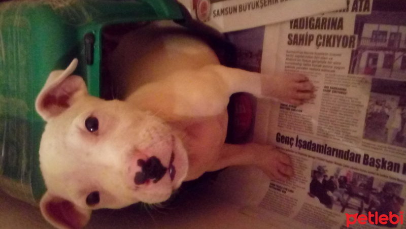 Dogo Arjantin, Köpek  Daryus fotoğrafı