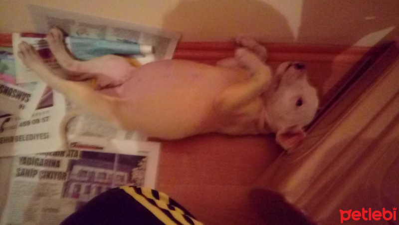 Dogo Arjantin, Köpek  Daryus fotoğrafı