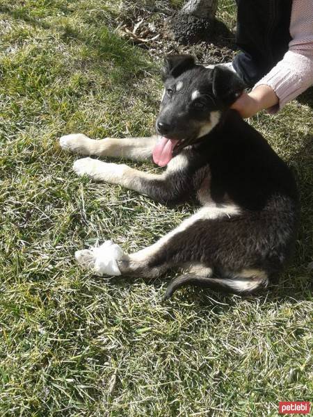 Sibirya Kurdu (Husky), Köpek  ota  fotoğrafı