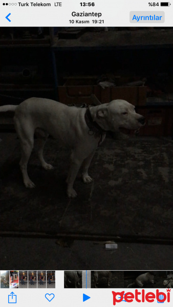 Dogo Arjantin, Köpek  Dogo fotoğrafı