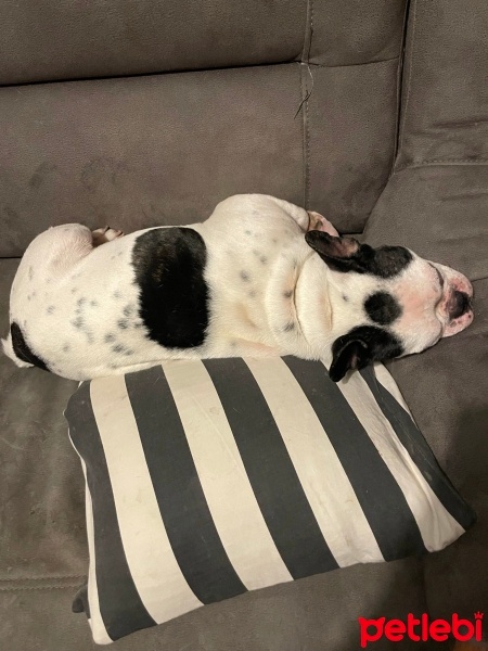 Fransız Bulldog, Köpek  Fırça fotoğrafı