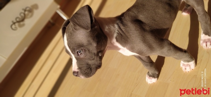 Amerikan Pitbull Terrier, Köpek  Oscar fotoğrafı