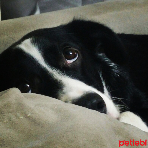 Sokö (Sokak Köpeği), Köpek  Pati fotoğrafı