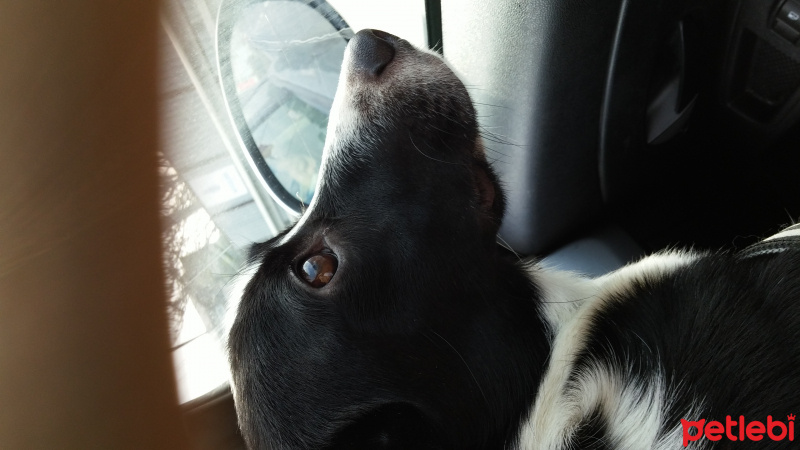 Sokö (Sokak Köpeği), Köpek  Pati fotoğrafı