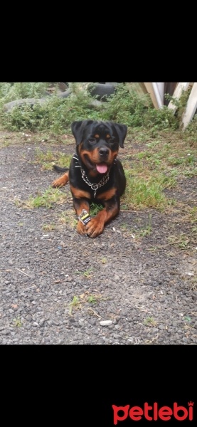 Rottweiler, Köpek  roni fotoğrafı