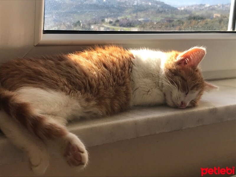 Sarman, Kedi  mia fotoğrafı