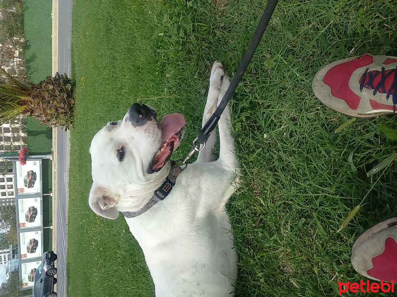 Dogo Arjantin, Köpek  ronin fotoğrafı