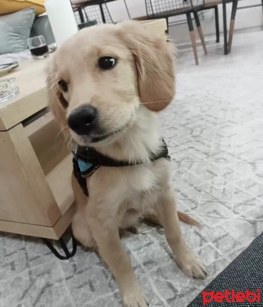 Golden Retriever, Köpek  Leo fotoğrafı