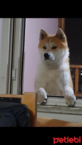 Akita İnu, Köpek  PARS fotoğrafı