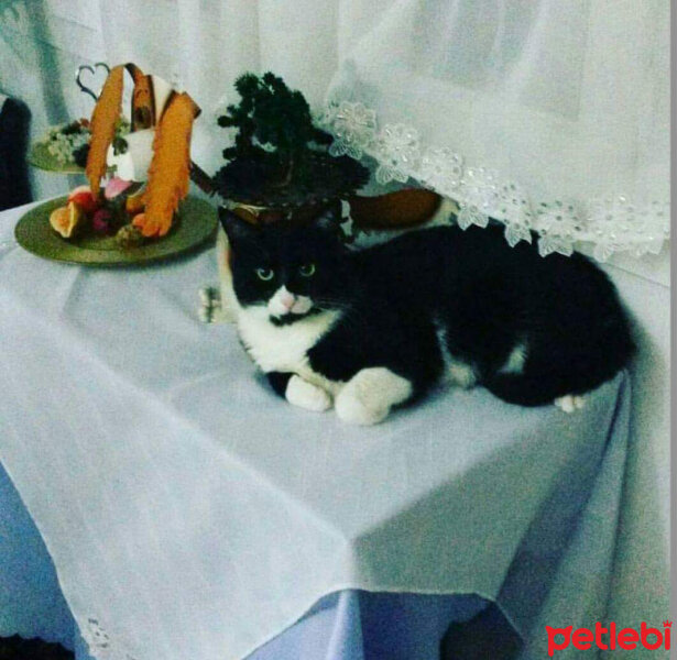 Tekir Kedi, Kedi  Patim yuva ariyor fotoğrafı