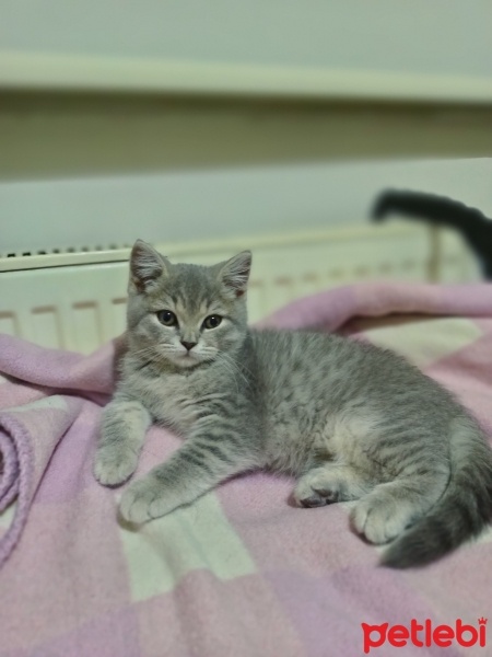 British Shorthair, Kedi  Mars fotoğrafı