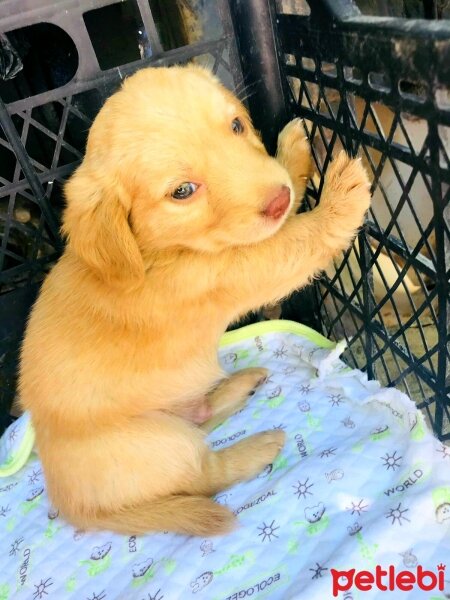 Golden Retriever, Köpek  Oscar fotoğrafı