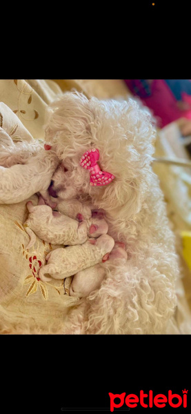 Maltese, Köpek  Parisin yavruları fotoğrafı
