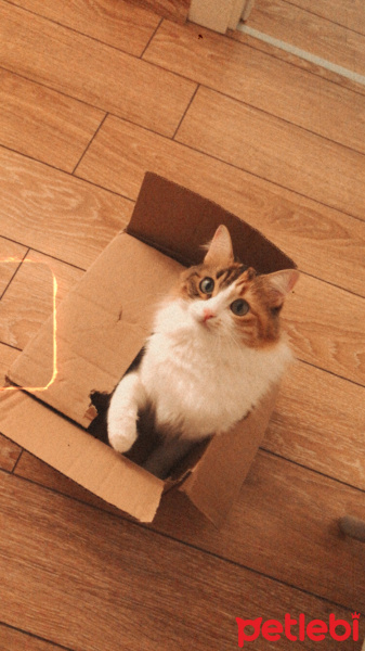 Tekir Kedi, Kedi  Mümü fotoğrafı